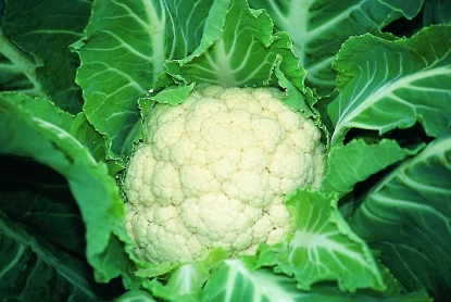 Picture of Organic Cauliflower Medallion F1